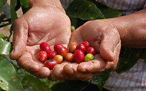 Granos de café. (Foto/Suministrada)