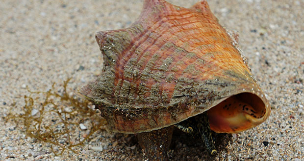 Caracol Carrucho.  (Foto/Suministrada)

