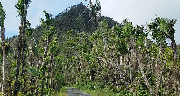 El Yunque. (Fotos/ Héctor J. Álvarez Colón)