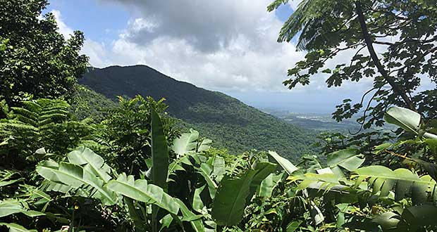 El Yunque.(Foto/Suministrada)