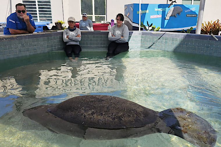 (Foto/Centro de Conservación De Manatíes del Caribe)