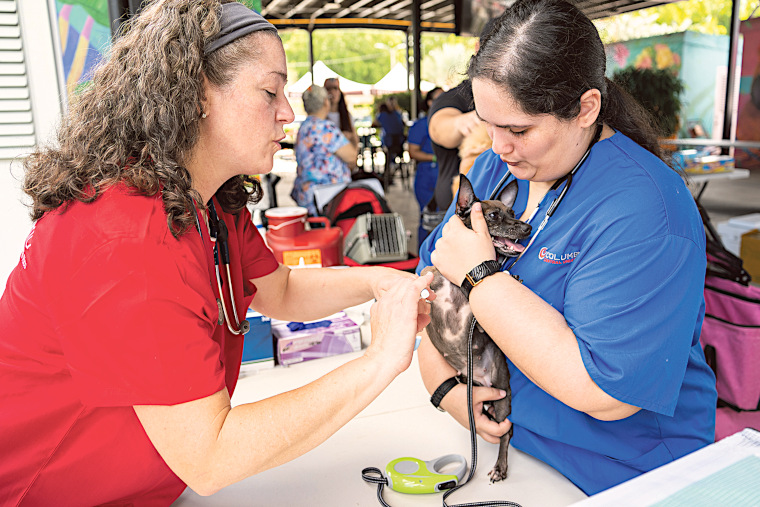 Dra. Frances Piñero durante evento de vacunación del Colegio de Médicos Veterinarios de Puerto Rico (Foto/Suministrada)